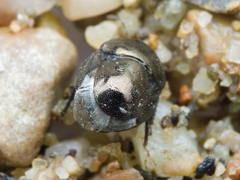 Thyreocoris scarabaeoides (Linnaeus, 1758)